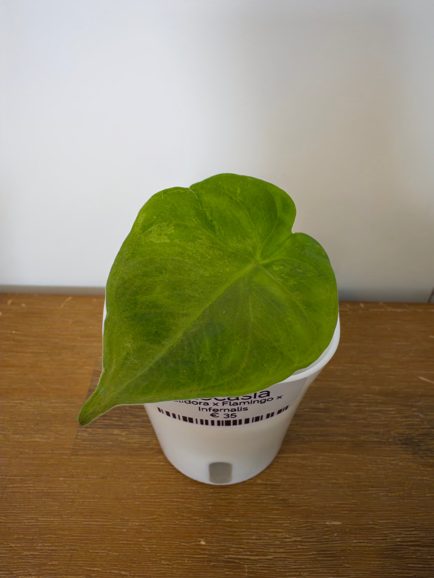 Alocasia Hybrid: Calidora x Flamingo x Infernalis variegata (from corm)