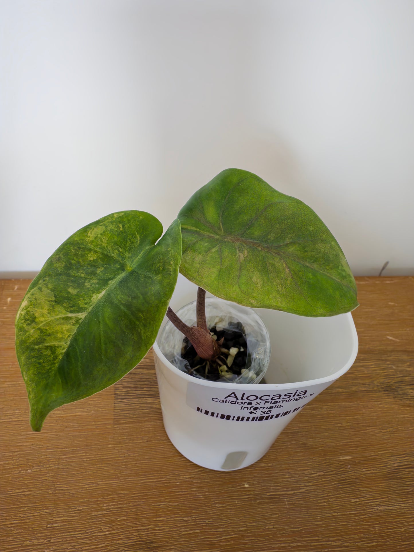 Alocasia Hybrid: Calidora x Flamingo x Infernalis variegata (from corm)