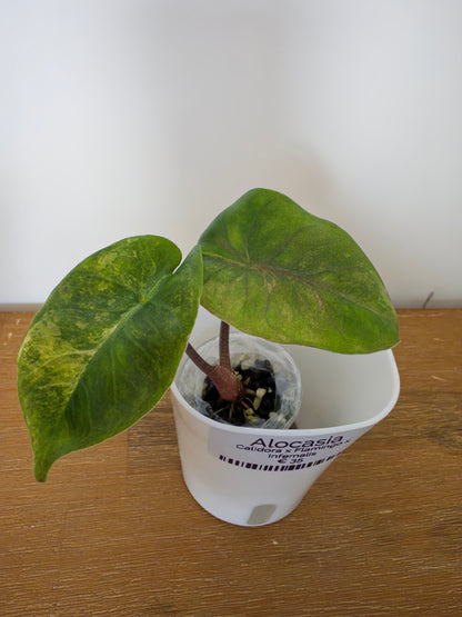 Alocasia Hybrid: Calidora x Flamingo x Infernalis variegata (from corm)