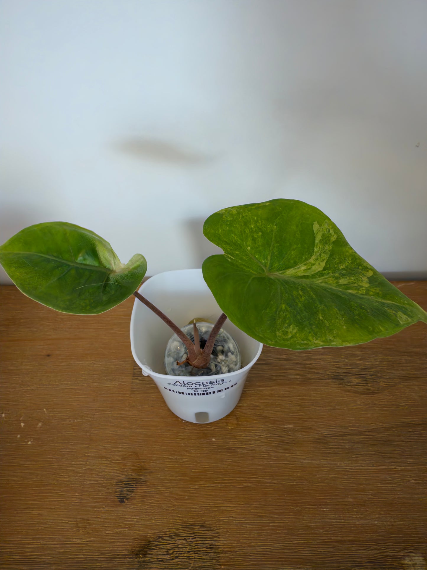 Alocasia Hybrid: Calidora x Flamingo x Infernalis variegata (from corm)