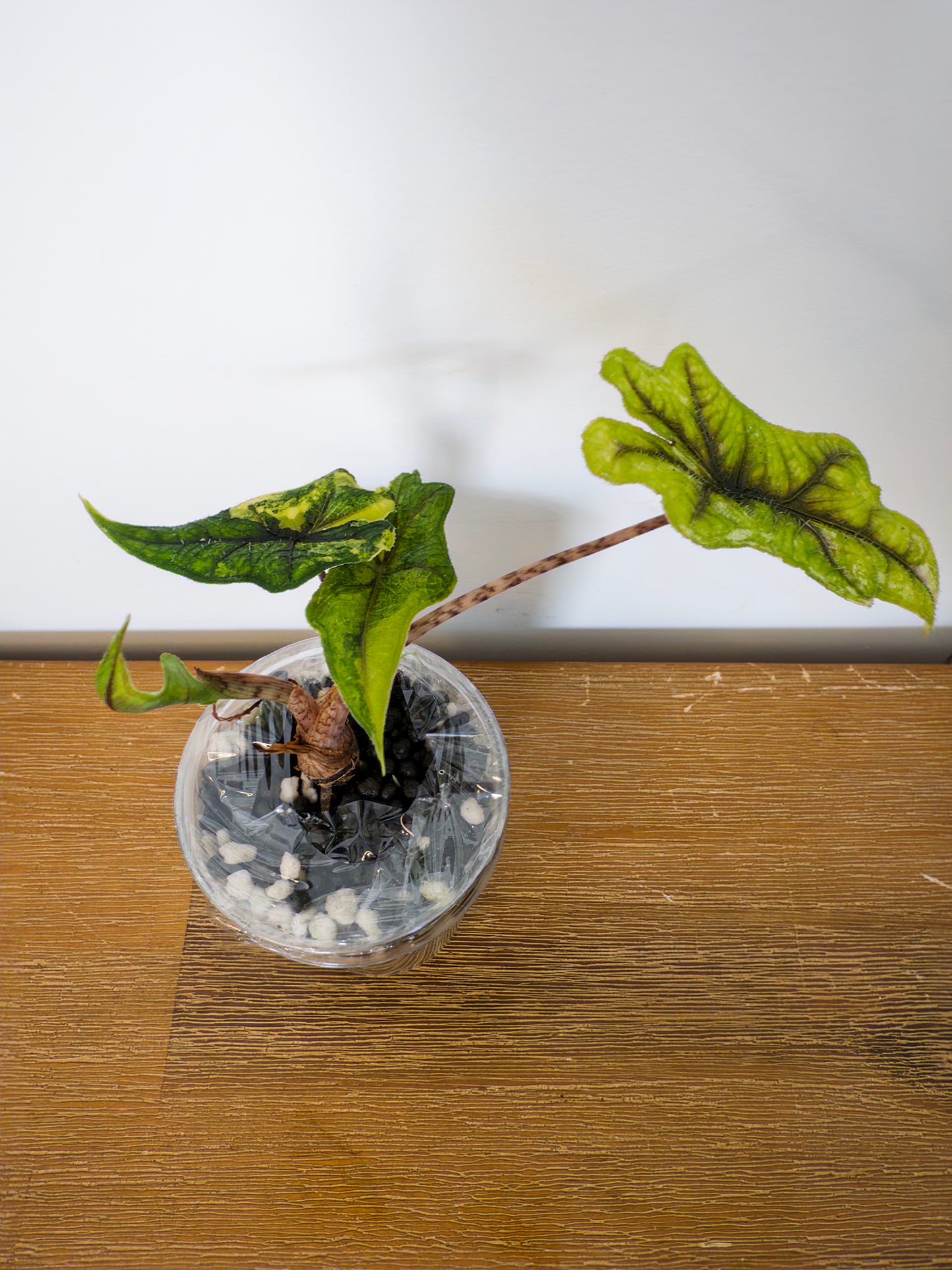 Alocasia Tandurusa Mystic