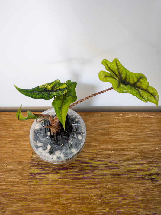 Alocasia Tandurusa Mystic
