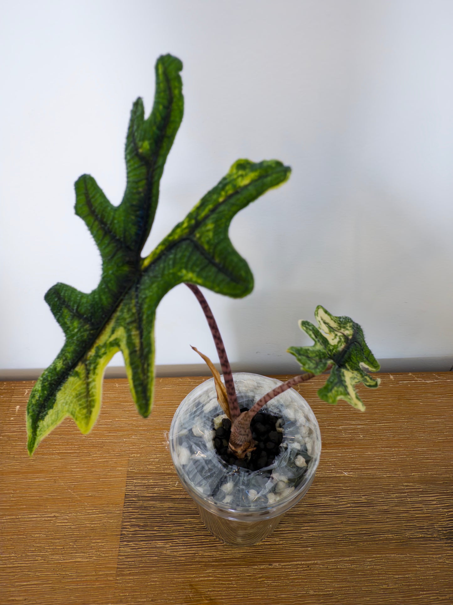 Alocasia Tandurusa Mystic