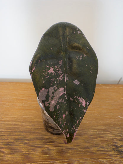 Alocasia Chantrieri Pink (from corm)