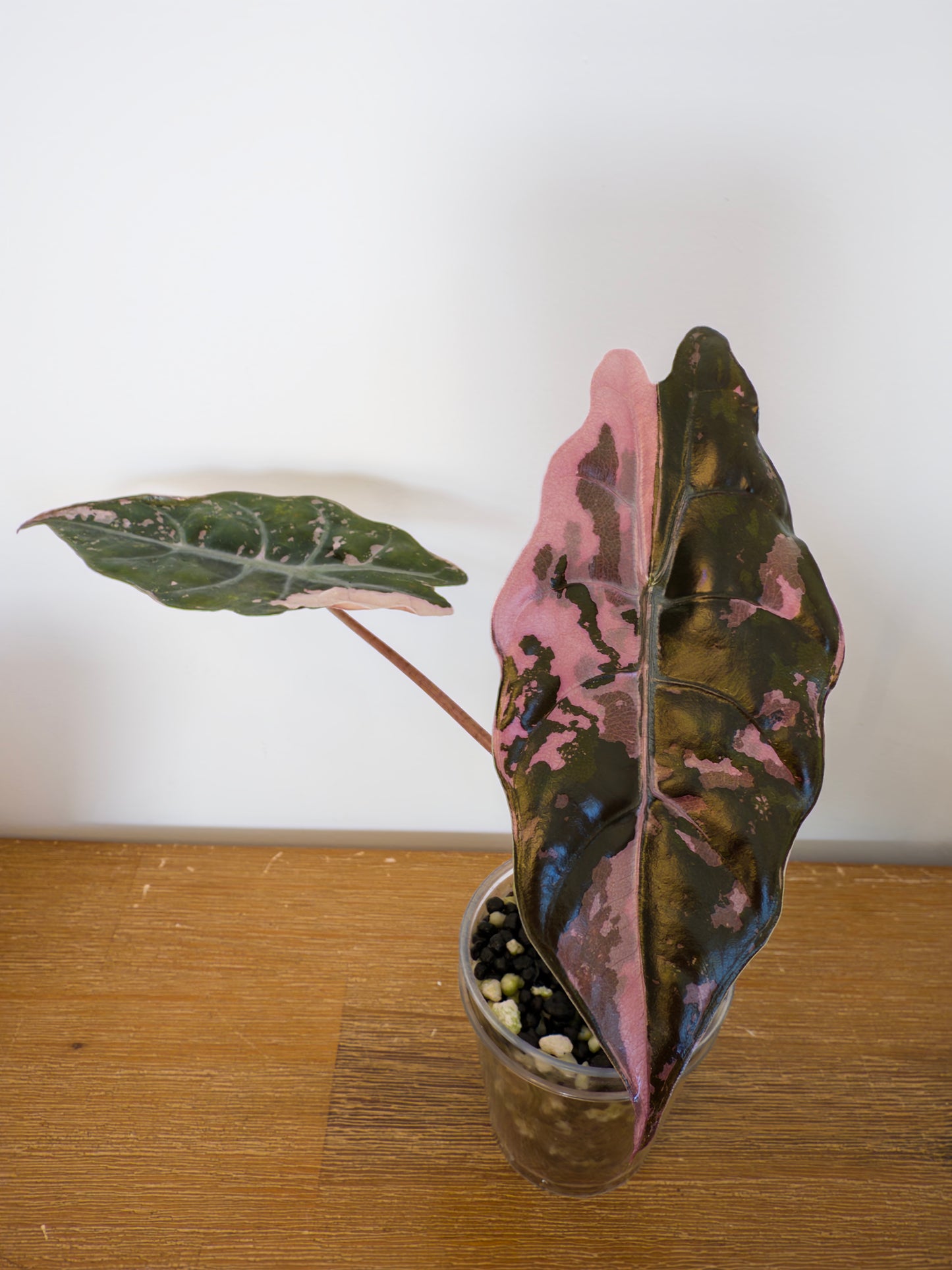Alocasia Chantrieri Pink (from corm)