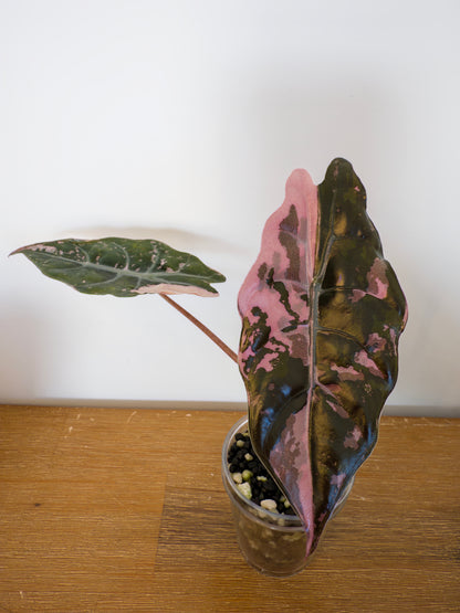 Alocasia Chantrieri Pink (from corm)