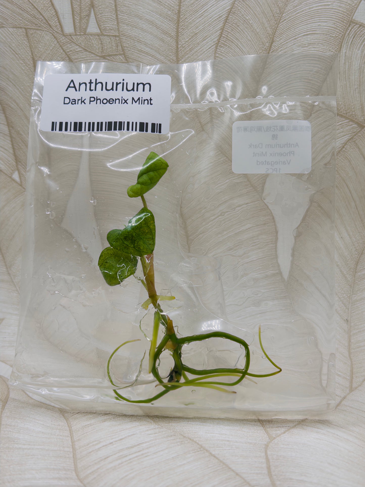 Anthurium Dark Phoenix Mint