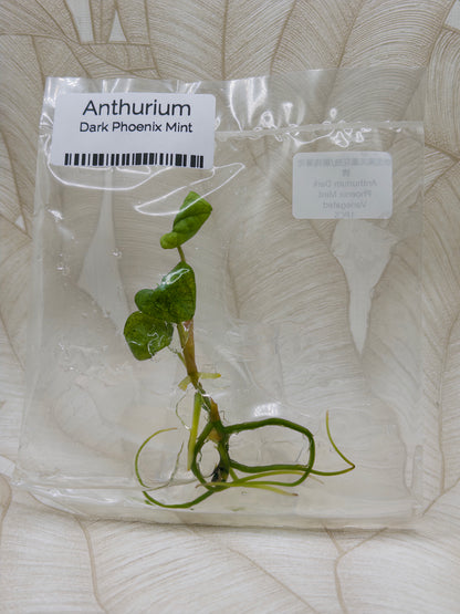 Anthurium Dark Phoenix Mint