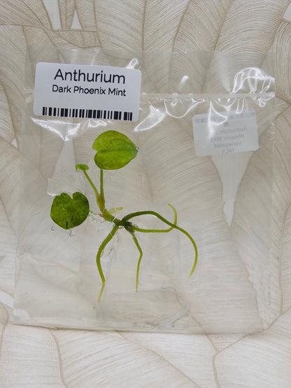 Anthurium Dark Phoenix Mint