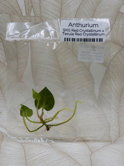 Anthurium SKG Red Crystallinum X Tezula Red Crystallinum