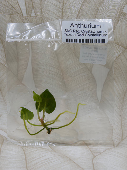 Anthurium SKG Red Crystallinum X Tezula Red Crystallinum