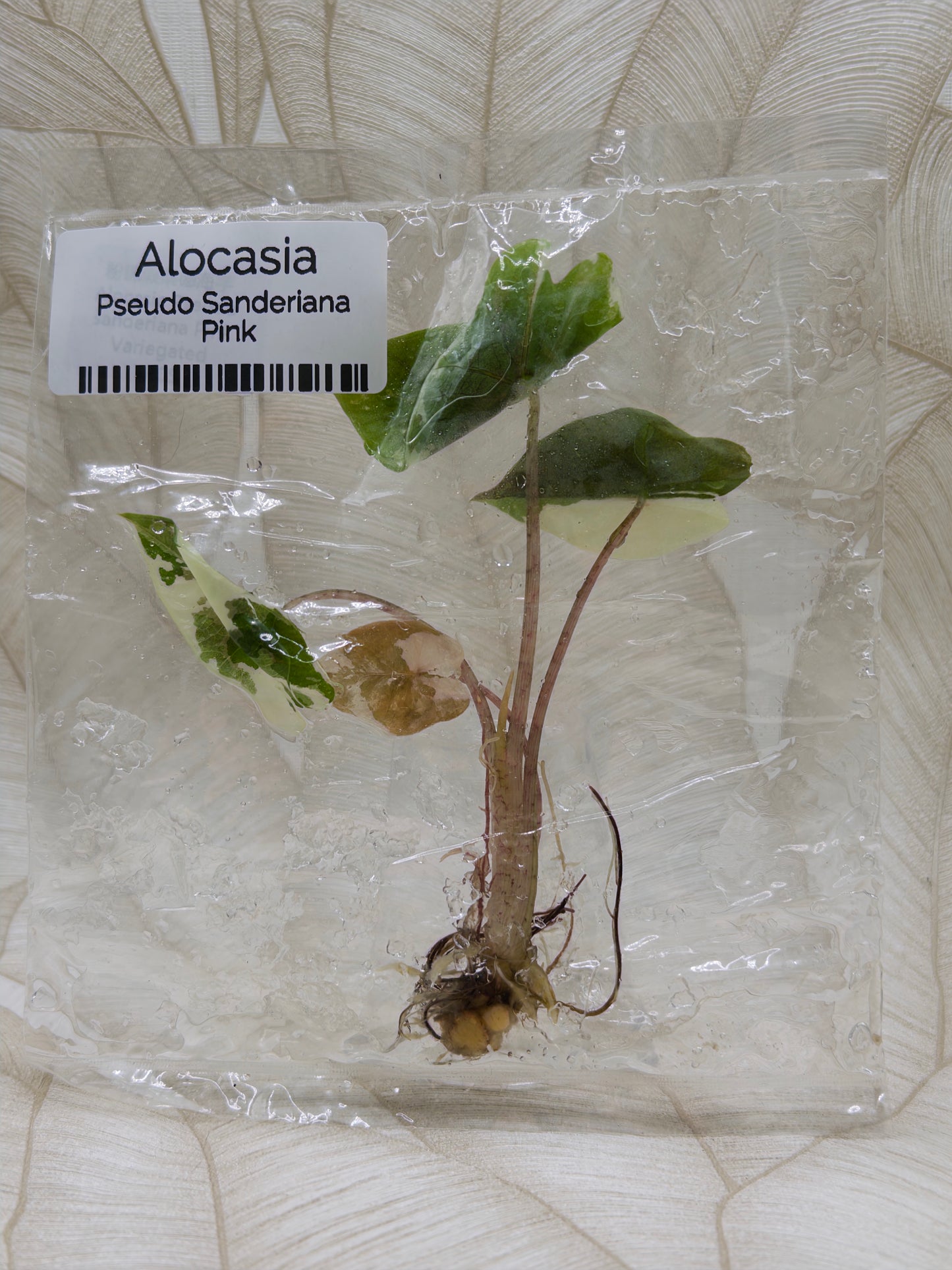 Alocasia Pseudo Sanderiana Pink