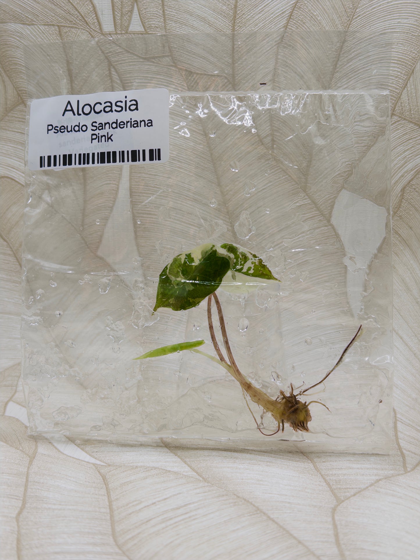 Alocasia Pseudo Sanderiana Pink