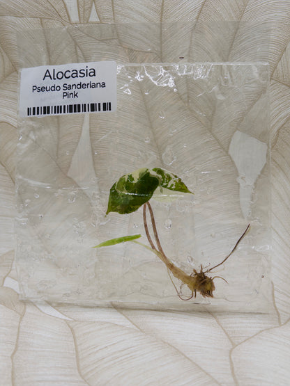 Alocasia Pseudo Sanderiana Pink