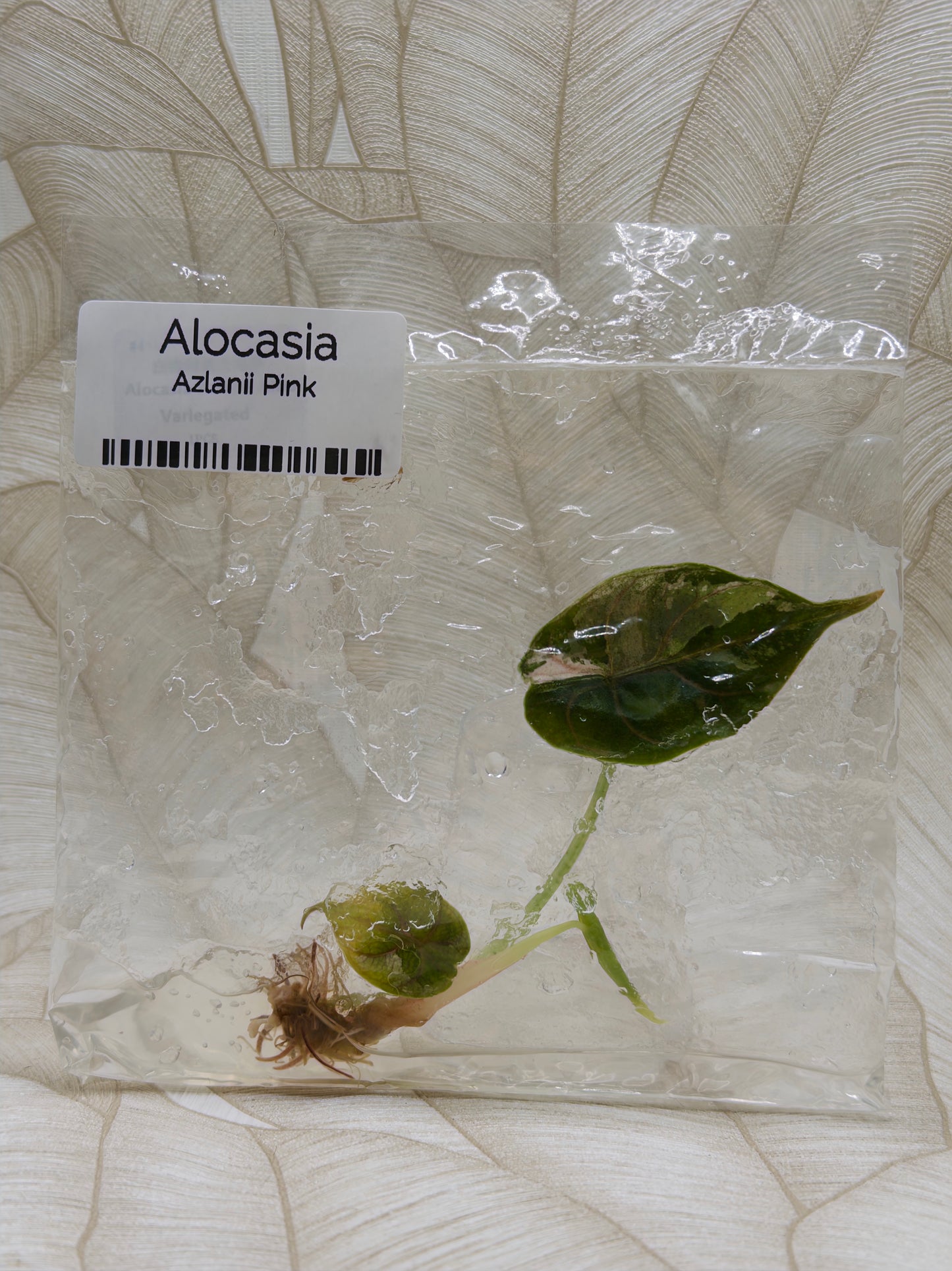 Alocasia Azlanii Albo/Pink
