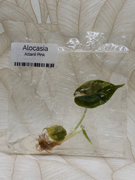 Alocasia Azlanii Albo/Pink