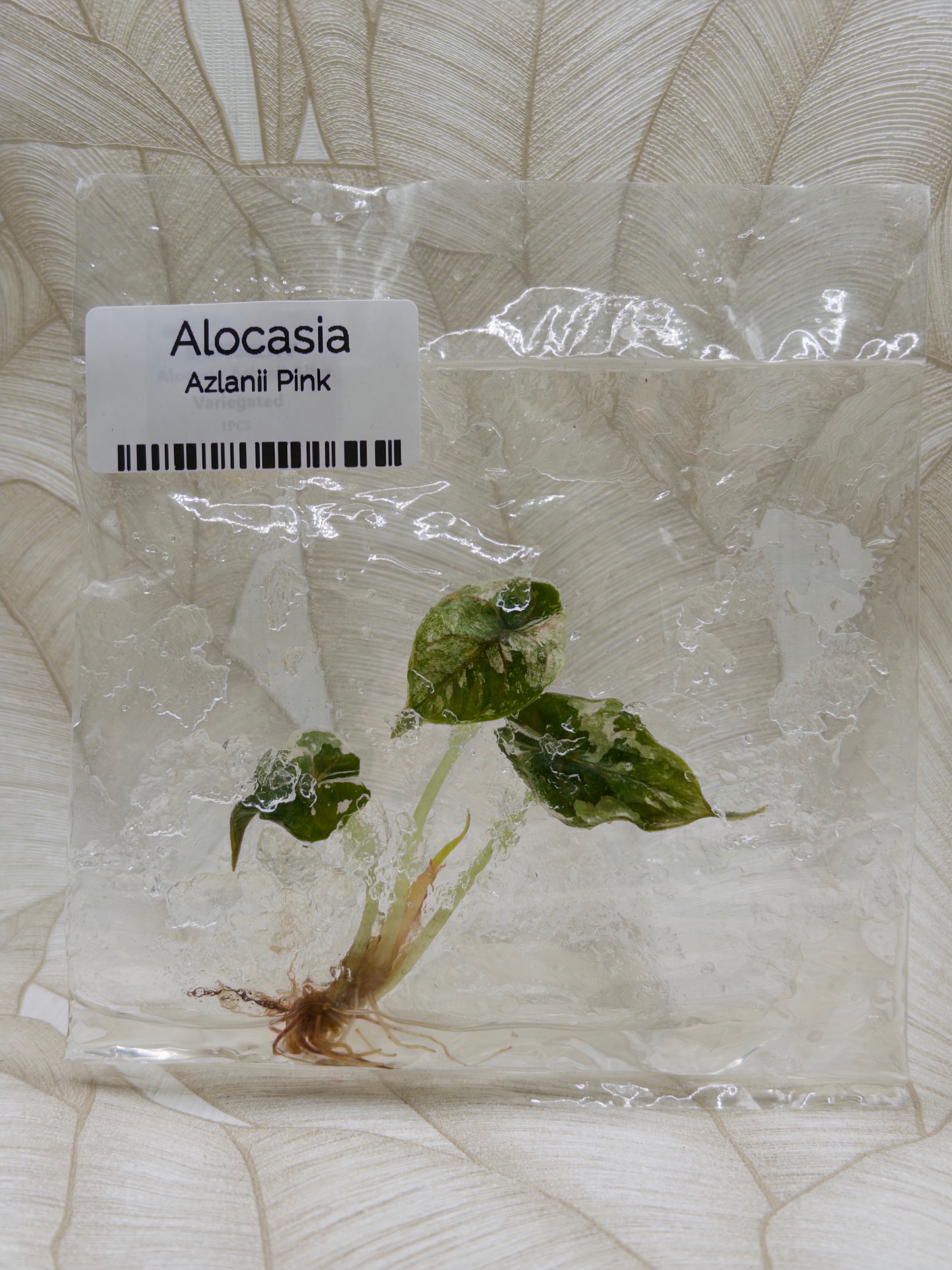 Alocasia Azlanii Albo/Pink