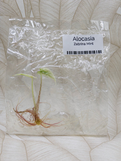 Alocasia Zebrina Mint