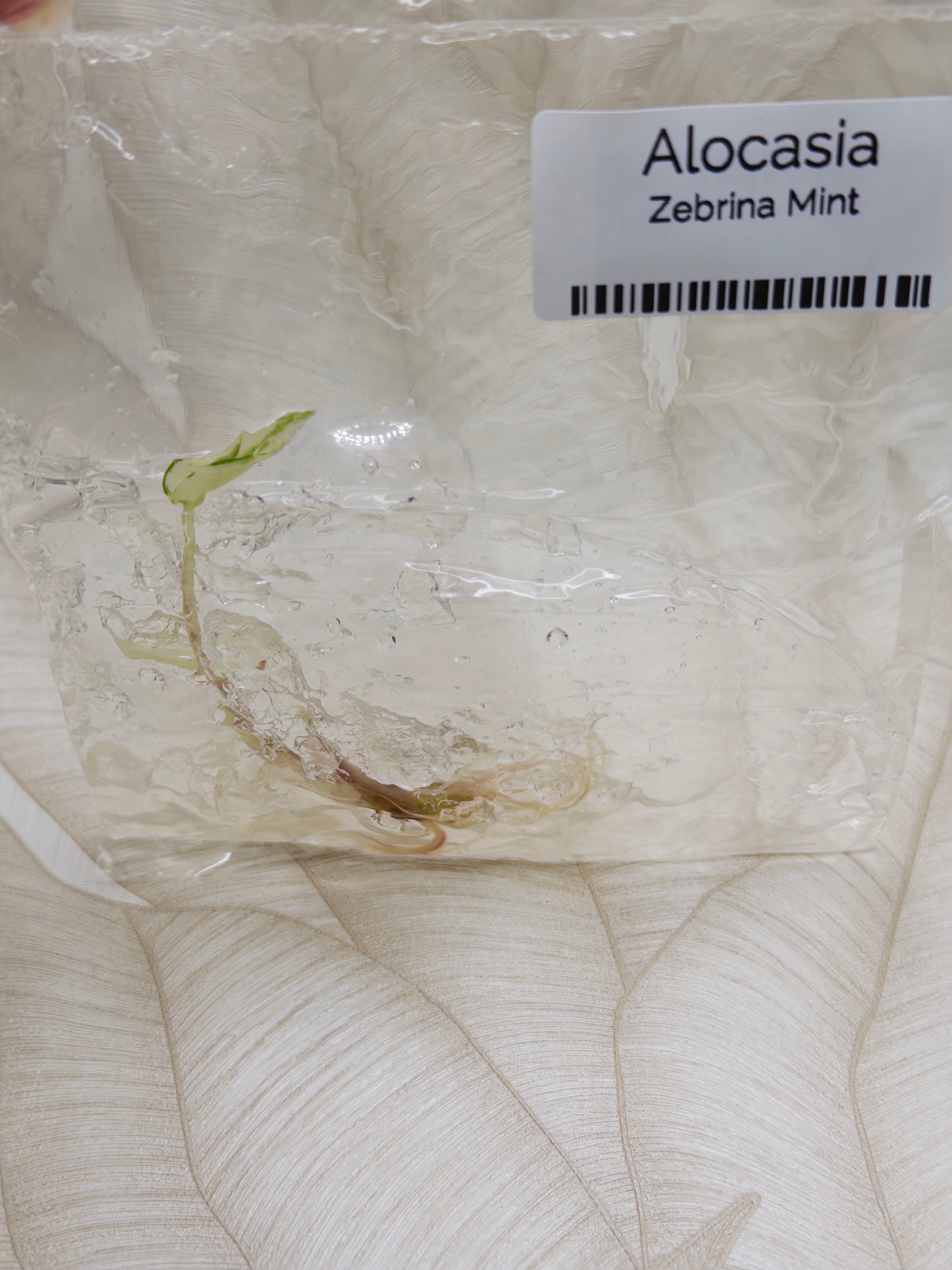 Alocasia Zebrina Mint