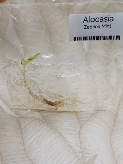 Alocasia Zebrina Mint