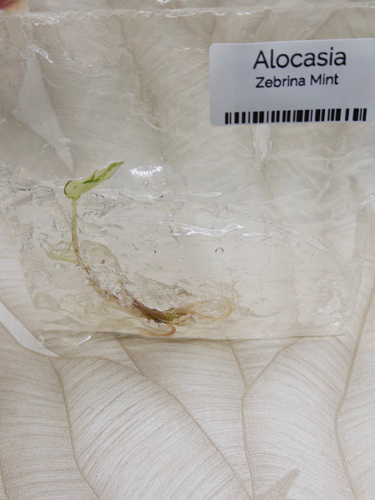 Alocasia Zebrina Mint