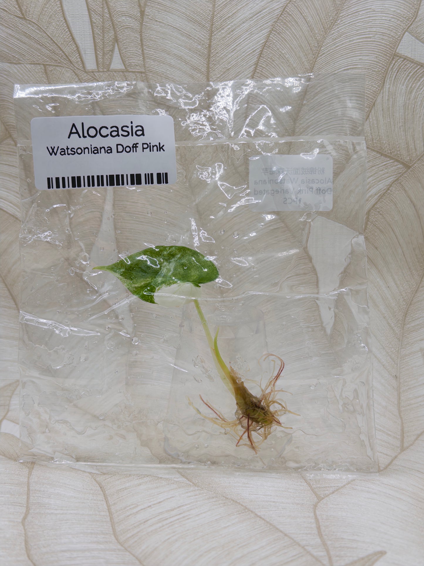 Alocasia Watsoniana Doff Albo/Pink