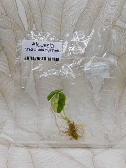 Alocasia Watsoniana Doff Albo/Pink
