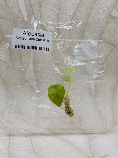 Alocasia Watsoniana Doff Albo/Pink