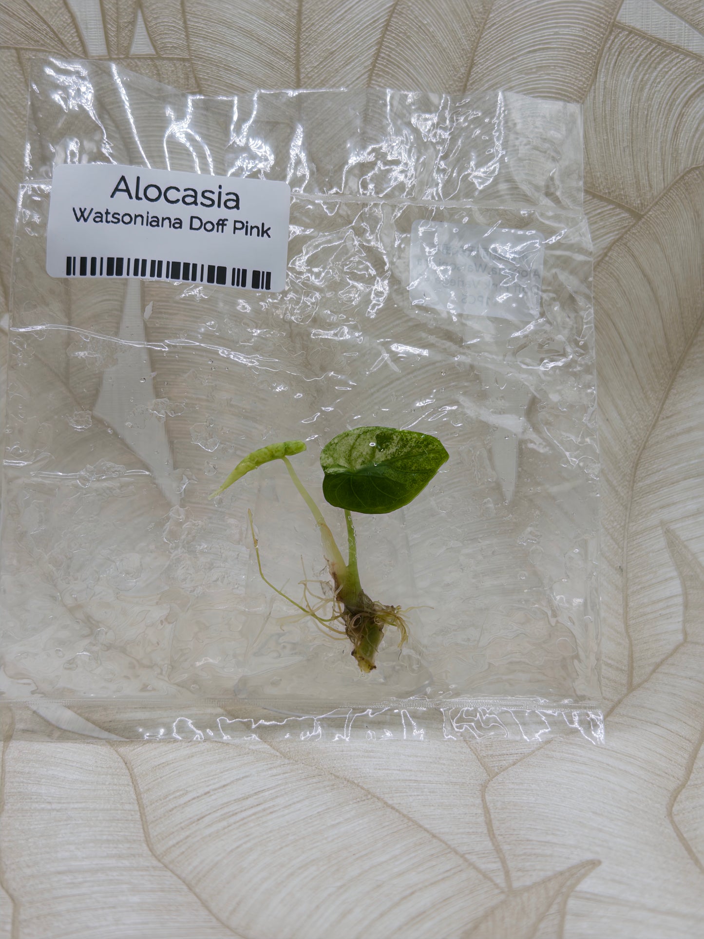 Alocasia Watsoniana Doff Albo/Pink