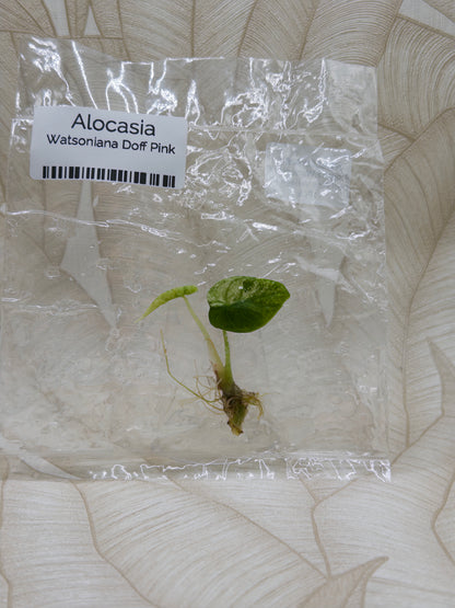 Alocasia Watsoniana Doff Albo/Pink