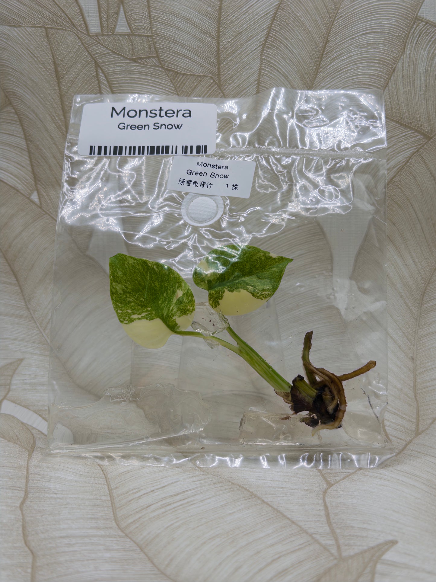 Monstera Green Snow