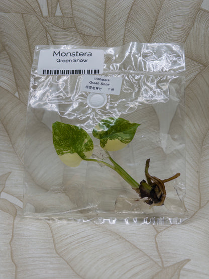 Monstera Green Snow