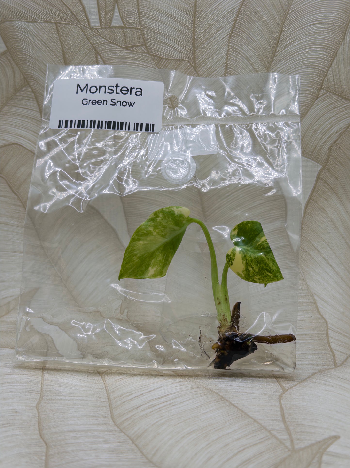 Monstera Green Snow