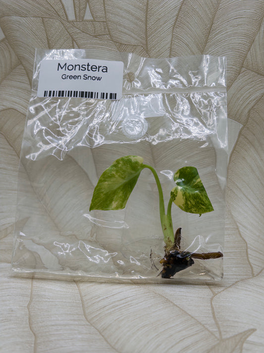 Monstera Green Snow