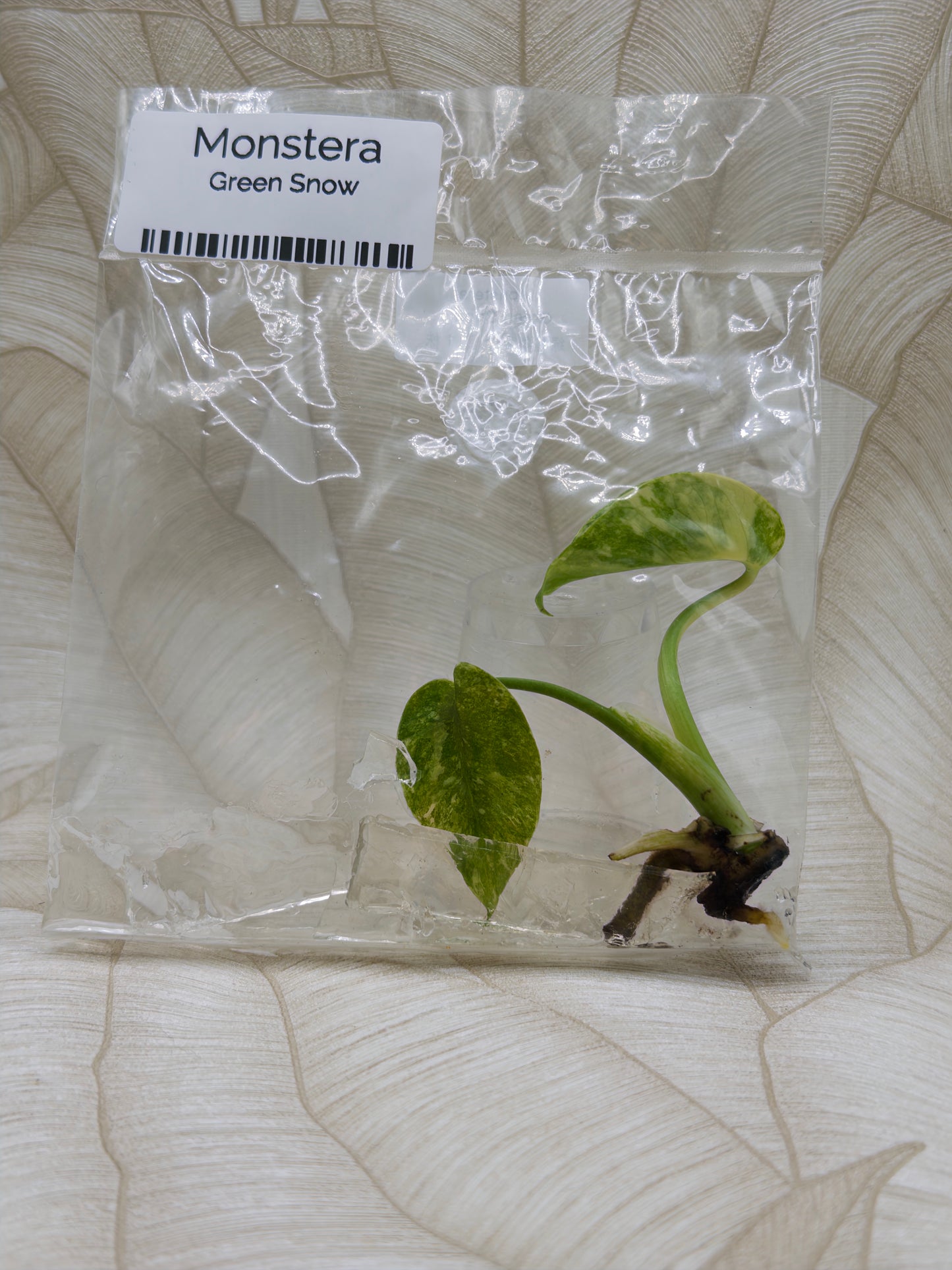 Monstera Green Snow
