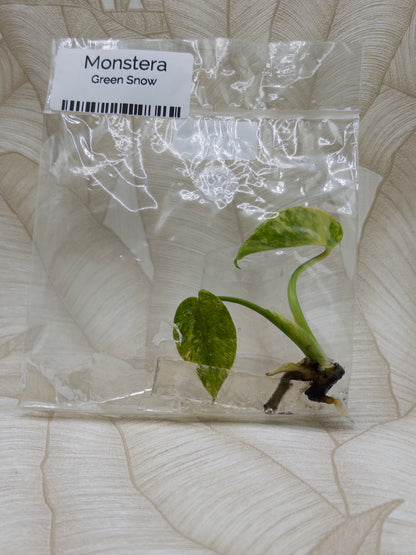 Monstera Green Snow