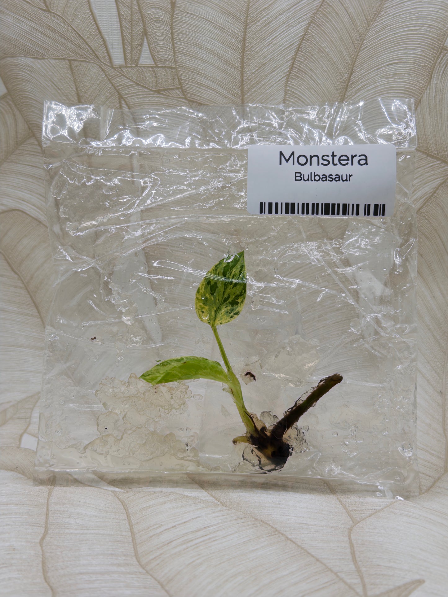 Monstera Bulbasaur