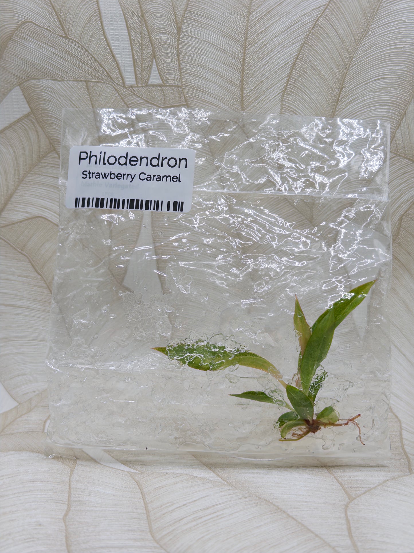 Philodendron Strawberry Caramel