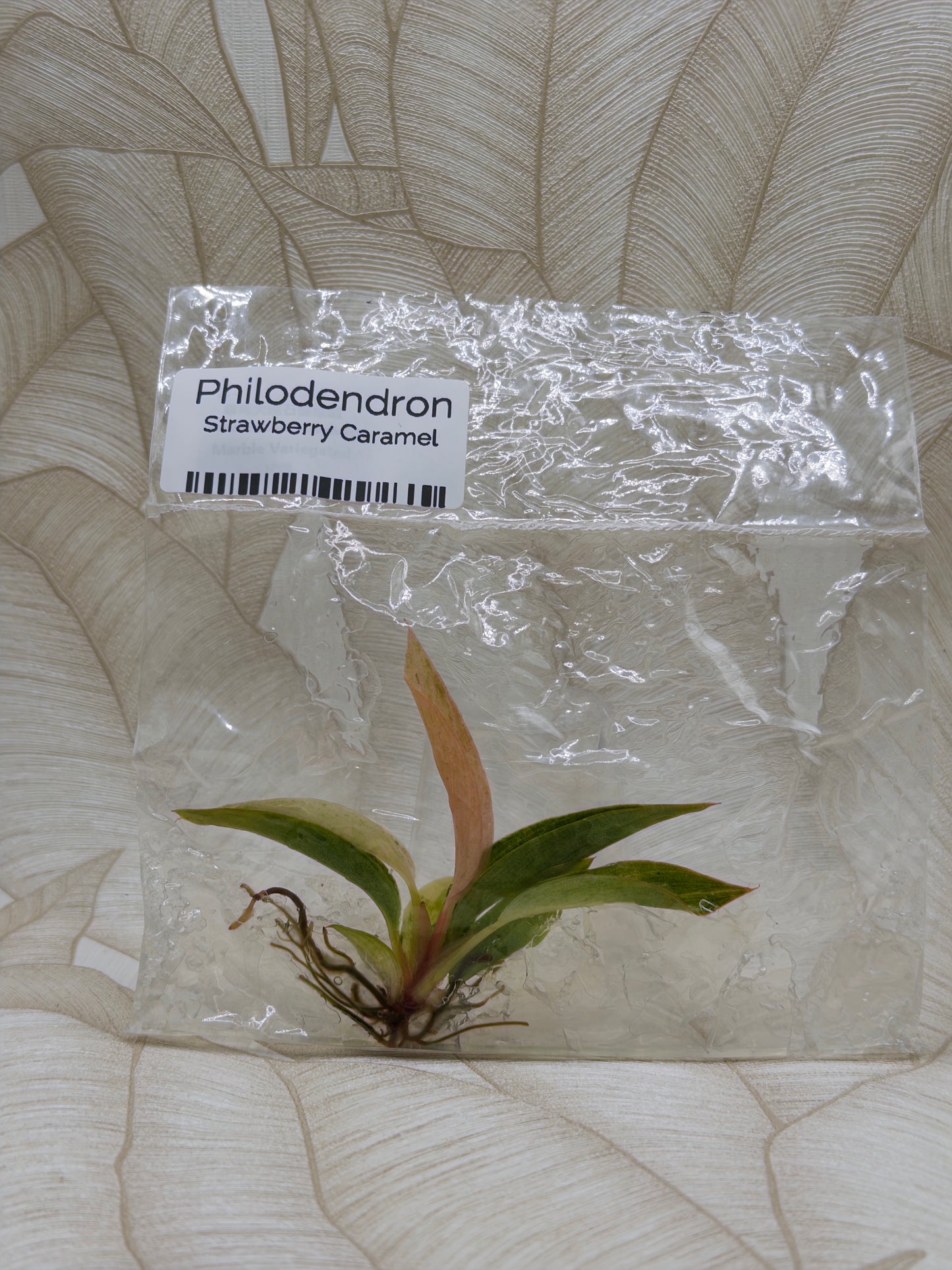 Philodendron Strawberry Caramel