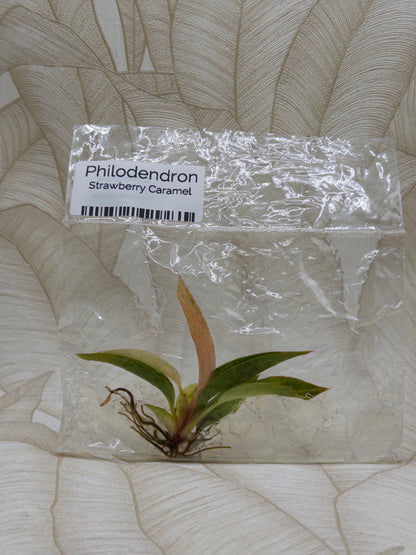 Philodendron Strawberry Caramel