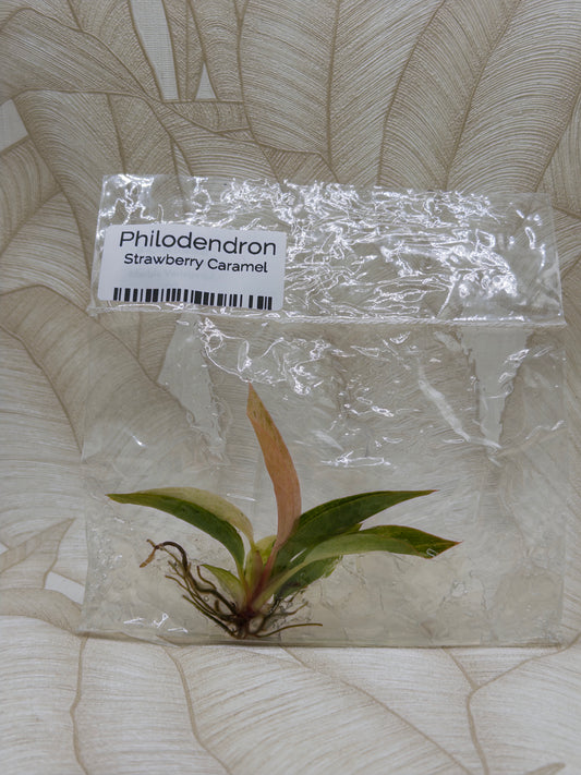 Philodendron Strawberry Caramel