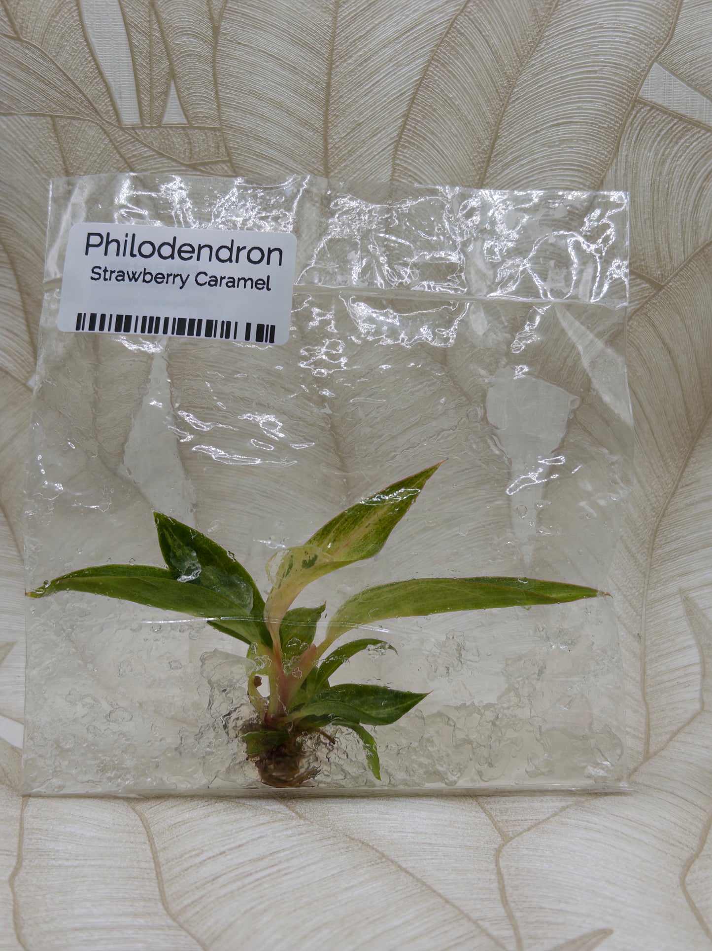 Philodendron Strawberry Caramel