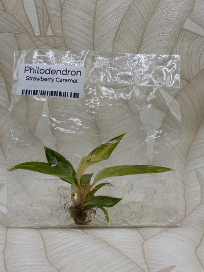Philodendron Strawberry Caramel