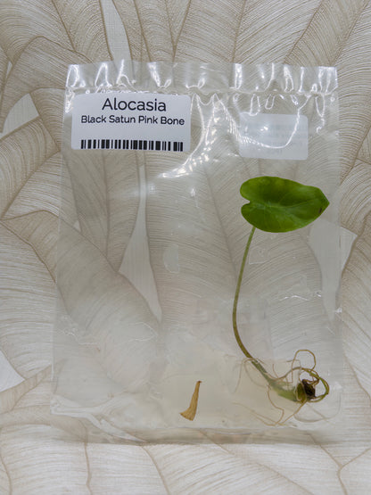 Alocasia Black Satun Pink Bone