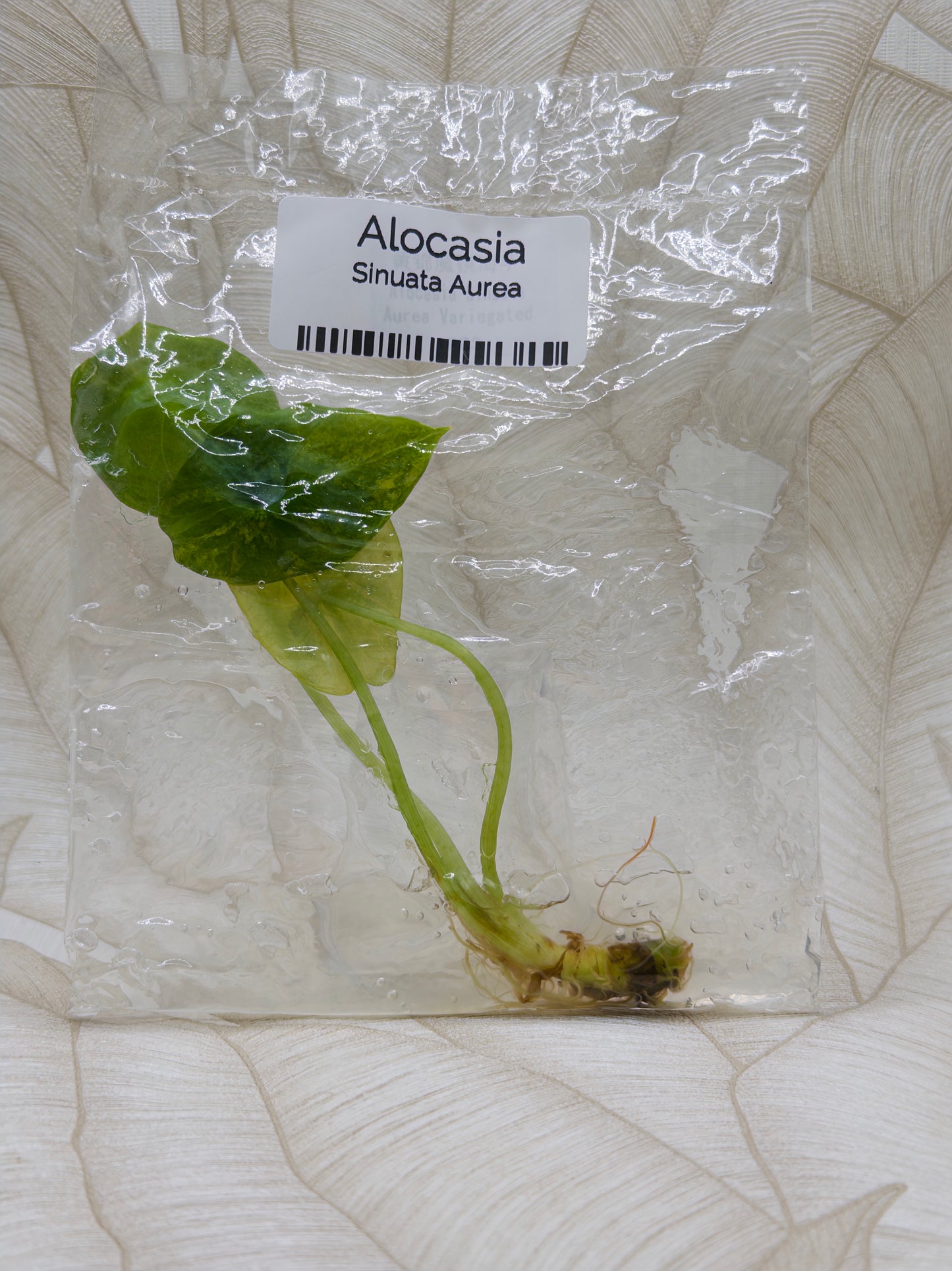 Alocasia Sinuata Aurea
