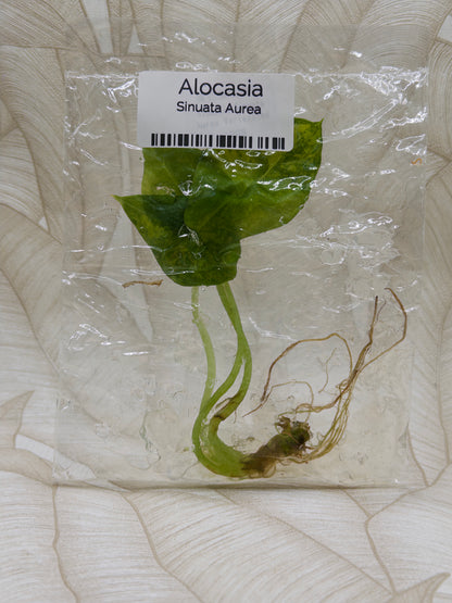 Alocasia Sinuata Aurea