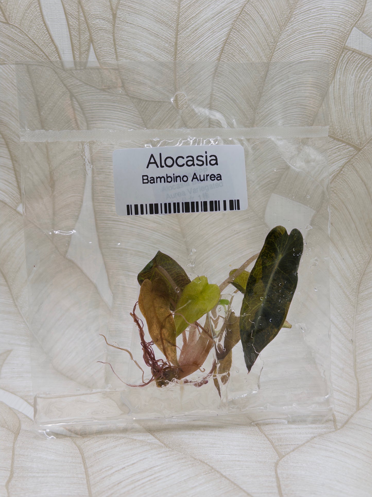 Alocasia Bambino Aurea 