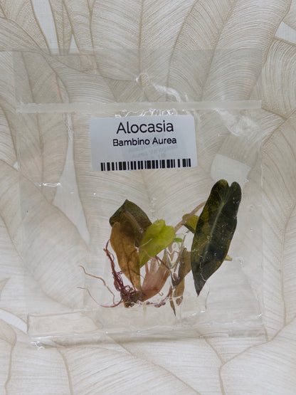 Alocasia Bambino Aurea 