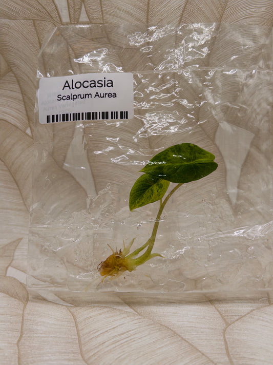 Alocasia Scalprum Aurea