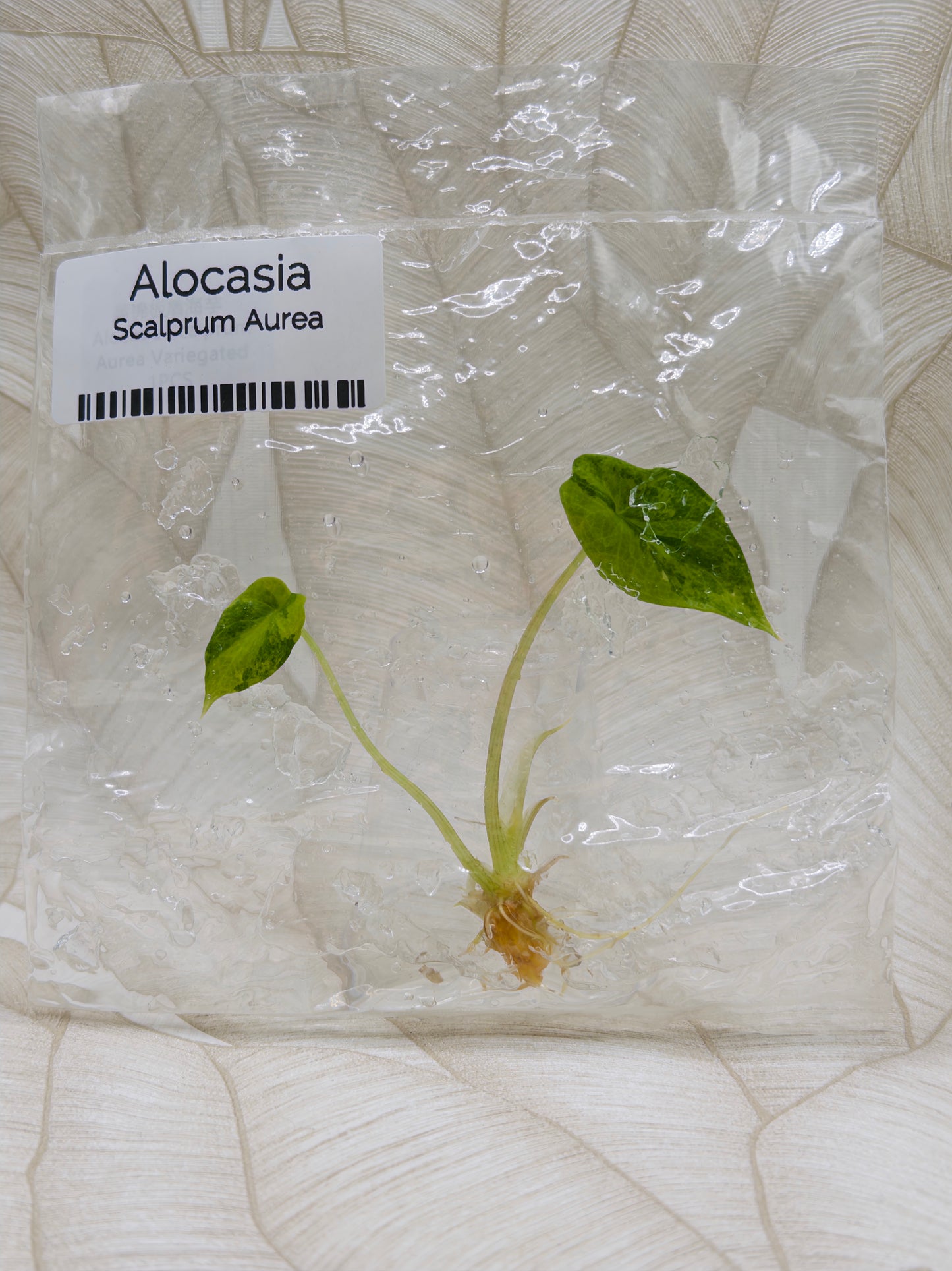 Alocasia Scalprum Aurea